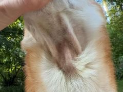 -派美特宠物医院·核磁CT·骨科肿瘤·疑难转诊(沈农禾丰店)