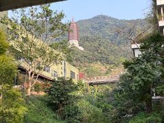 -深圳仙湖植物园