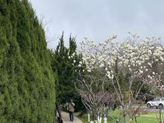 -棒棰岛宾馆景区
