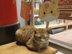 -猫的天空之城概念书店(大学路店)