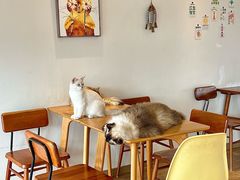 -猫小主咖啡·猫咖cat cafe(福田店)