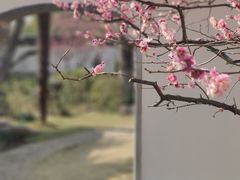 -梅花山(明孝陵内)