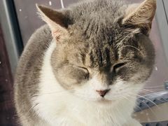 -共舞时光猫咖·狗咖(新街口店)