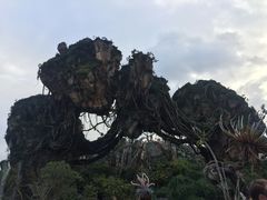 -奥兰多迪士尼动物王国乐园