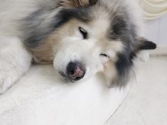 -汪说·狗咖·拼豆·宠物周边DIY(旺城大厦店)