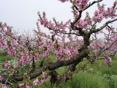 -南汇水蜜桃采摘(大团店)