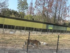 -上海野生动物园老虎餐厅