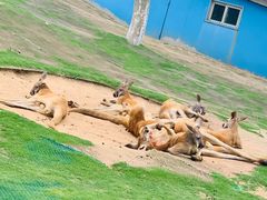 -西霞口神雕山野生动物世界