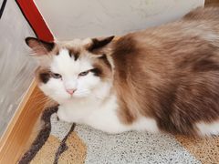 -南京Hallo宠物乐园·哈罗犬舍·柴犬繁育基地