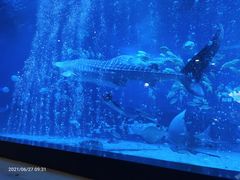 -烟台海昌鲸鲨海洋公园