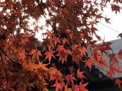 -秋霞圃