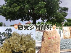 -广东圆玄道观