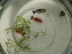 -中环花鸟鱼虫市场