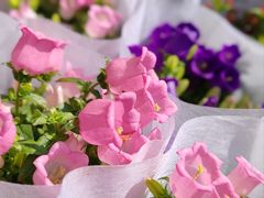 -金陵花卉交易市场