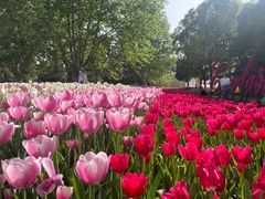 -洛阳郁金香牡丹园