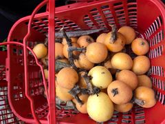 -塘栖枇杷特色园区