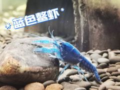 -上海大自然野生昆虫馆(东方明珠·爬宠昆虫探索中心)