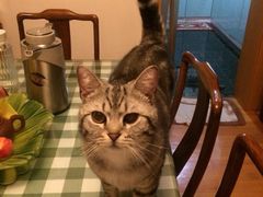 iphone_upload_pic-Bastet sally猫舍购宠(静安店)