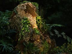 -深圳仙湖植物园
