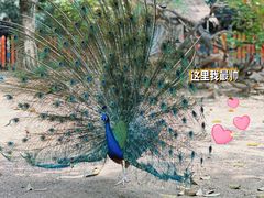 -广州长隆飞鸟乐园