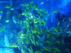 -烟台海昌鲸鲨海洋公园