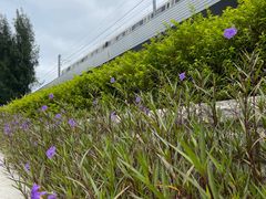-宝安西湾红树林湿地公园