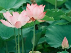 -梁鸿国家湿地公园