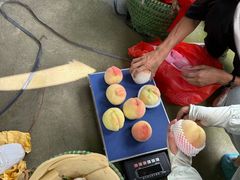 -老袁家蜜桃农场·阳山水蜜桃