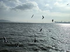 -深圳湾公园(南山区)