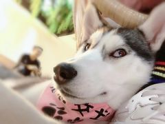 -Husky Go! 哈士奇体验馆·宠物咖啡厅狗咖