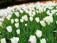 -上海鲜花港
