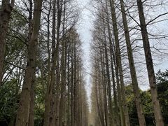 -上海滨江森林公园