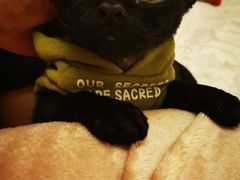 -关爱宠物医院·猫科中心·消化科(滨湖万达分院)