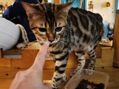 -猫小院猫主题咖啡厅(北锣店)