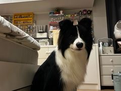 -瑞鹏宠物医院·骨外科·心肾科·肿瘤科(九亭店)