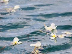 -泸沽湖国家级风景名胜区走婚桥