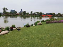-荷兰花海