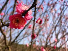 -石塘人家