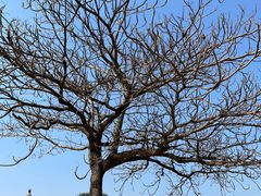 -松山湖梦幻百花洲