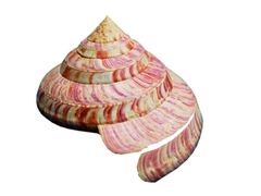 -青岛贝壳博物馆