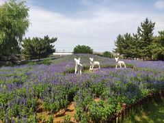 -羊亭河湿地公园