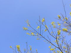 -阳台山森林公园