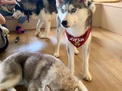 -Husky Go! 哈士奇体验馆·宠物咖啡厅狗咖