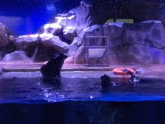 -芜湖新华联大白鲸海洋公园