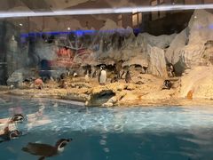 -帝企鹅自助餐厅•儿童岛•真企鹅(长隆企鹅酒店)