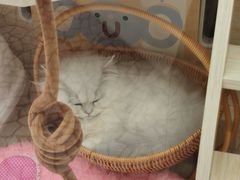 -momokira米努特·德文卷毛猫·棉花面纱犬