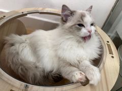 -有喵·猫咖·狗咖·40+猫狗有小奶狗(岗厦店)