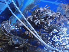 鲜活精品大闸蟹礼盒装-祥鹤龙虾螃蟹