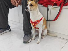 -纳吉亚猫专科动物诊疗中心(蒋宅口分院)