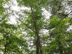 -五营红松林海景区